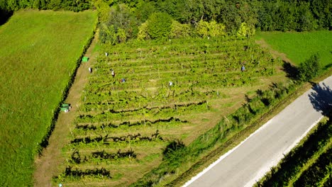 Harvesting-grapevine-in-vineyard,-aerial-view-of-winery-estate-in-Europe,-workers-pick-grapes,-aerial-view