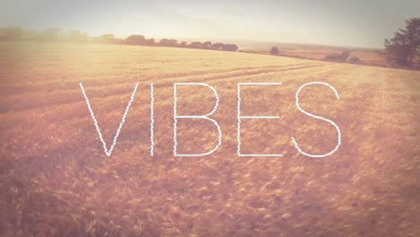 Animation-Des-Wortes-„Vibes“,-Das-In-Weißen-Buchstaben-über-Einem-Sonnenbeschienenen-Maisfeld-Geschrieben-Ist