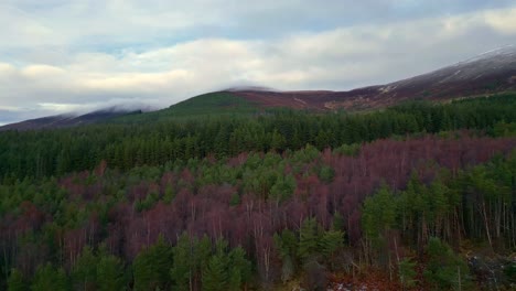 fly above wooded landscape on cold cloudy day