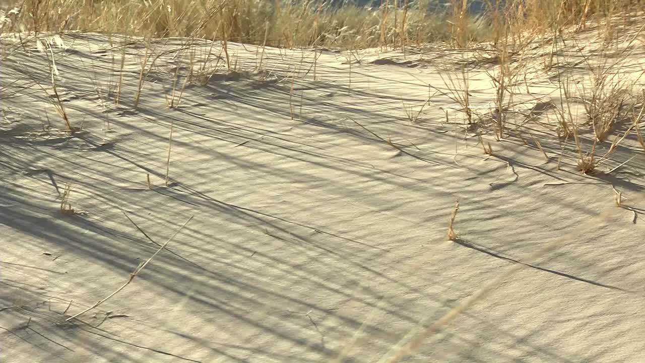 남부 아프리카의 건조한 사막 초원