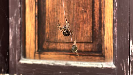 spider secures prey and wraps it in spider web before killing and eating it