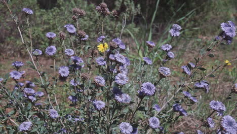 footage of purple wildflowers slow-mo