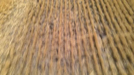 drone volando sobre el campo de heno cosechado revelando las tierras de cultivo abiertas con fardos de paja redondos