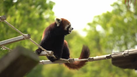 red panda crossing on ladder