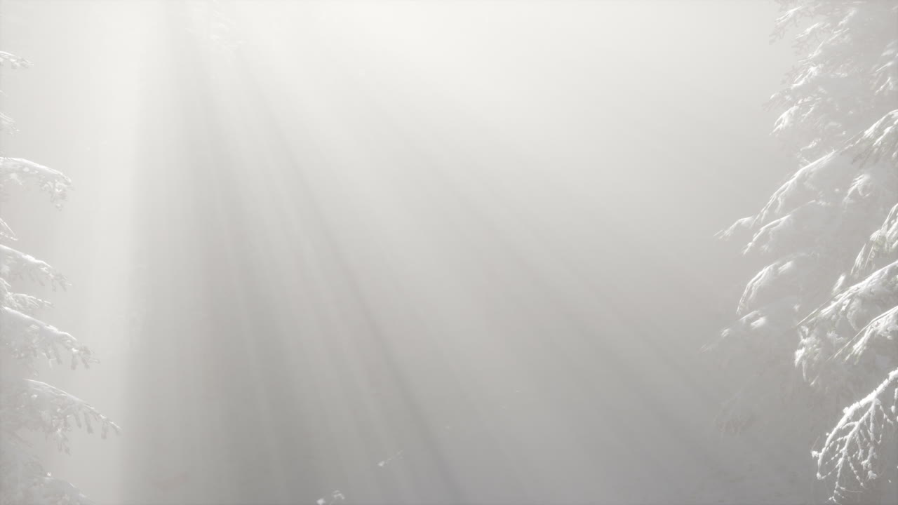 산 기?? 에 있는 소나무 숲 의 안개