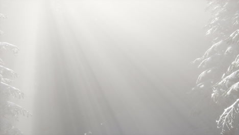 Niebla de niebla en el bosque de pinos en las laderas de las montañas