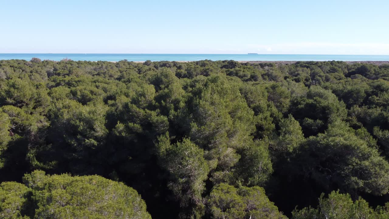 4K Drone Ascension Over Pine Forest to Mediterranean Beach, Horizon, and Cargo Ships in Albufera Natural Park, Valencia, Spain