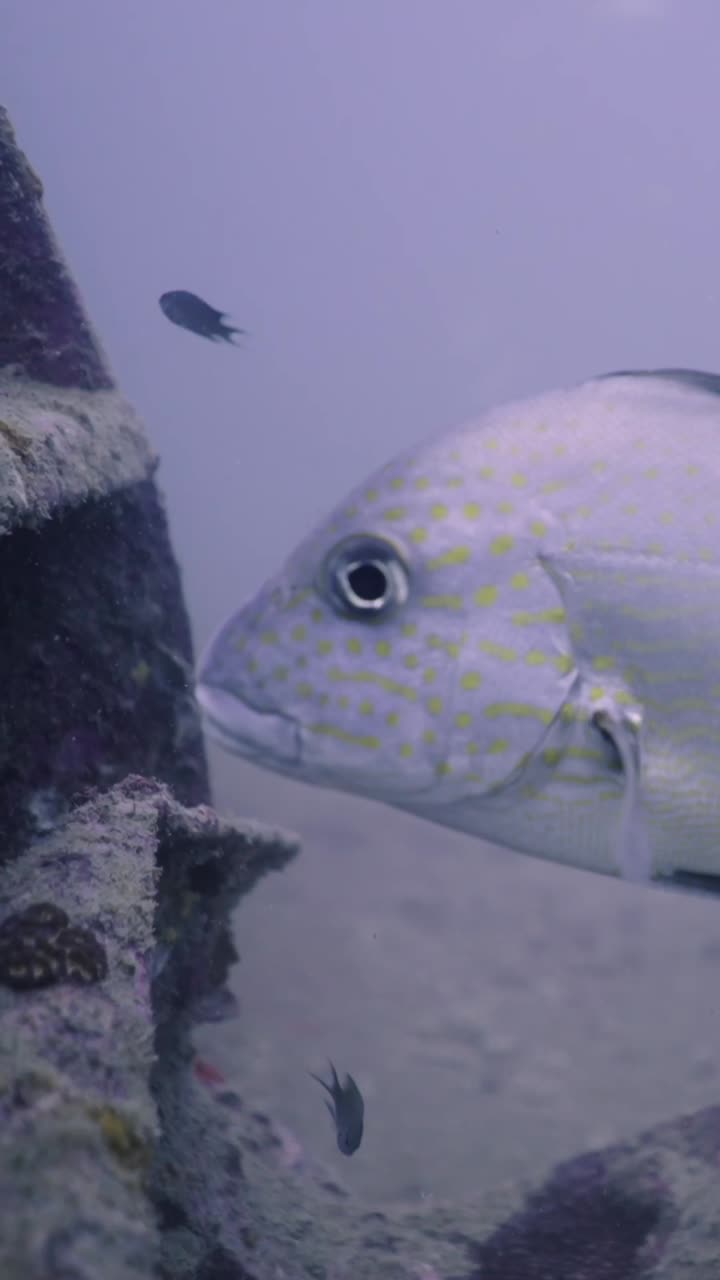 Yellow Spotted Snapper Underwater