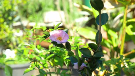 Hermosa-Camelia-Rosa-Sasanqua-En-El-Jardín---Luz-Solar-Brillante-Sobre-La-Camelia-Rosa-Con-Hojas-Verdes-Exuberantes---Primer-Plano