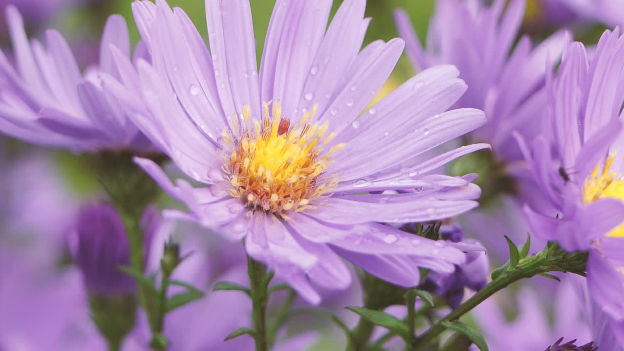 Many purple asters Symphyotrichum or New England aster swaying in gentle breeze, selective focus