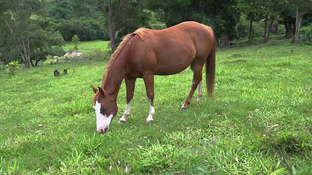 un caballo en campo abierto comiendo hierba durante el verano en brasil