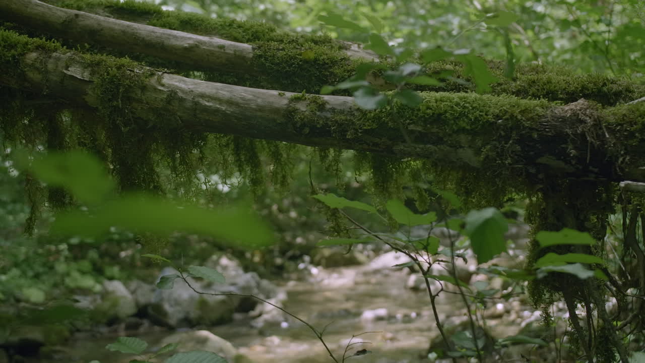 escena de un arroyo forestal con ramas de musgo