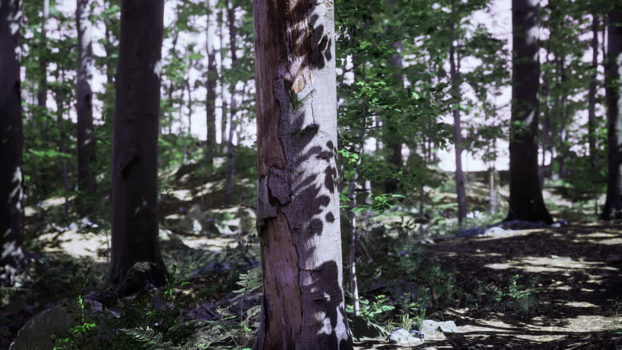 Sunlight filtering through trees creates intricate shadows in the forest