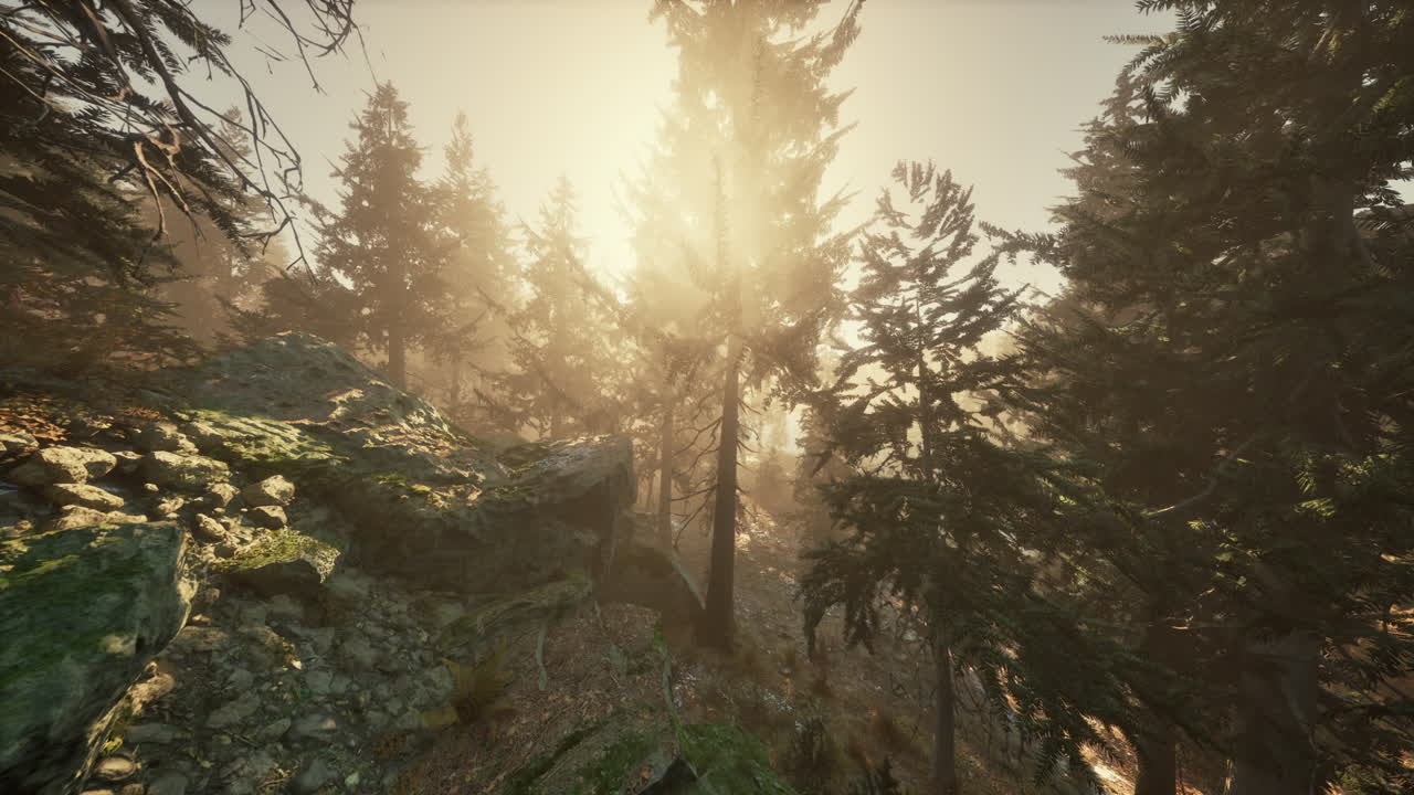 el amanecer del bosque brumoso