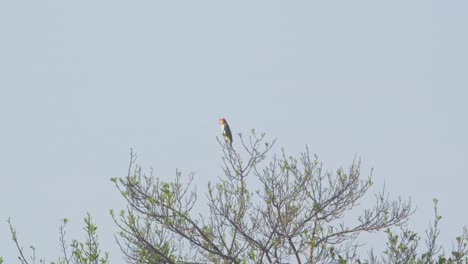 loro de vientre blanco sentado en la punta de un árbol llamando contra el cielo azul claro