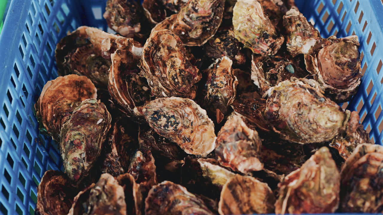 Close up pile of oysters and rough shells with natural textures, salt stains, and earthy coastal colors