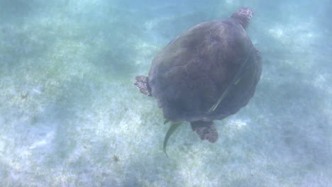 tortuga cabeza de león bajo el agua