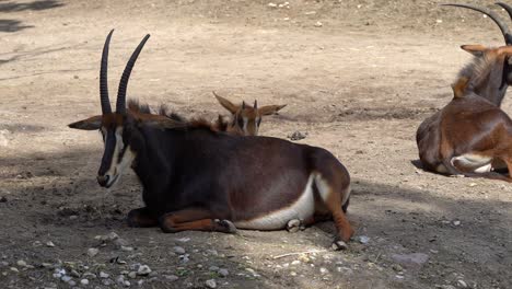 Wild-sable-antelopes-resting-in-the-sun-in-Kenya-Africa