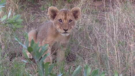 portrait of a tiny lion cub in the tall grass