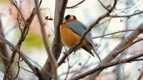 Varied-tit-bird-extreme-closeup-shot-fluff-up-shake-feathers-wings-behavior,-preen-plumage-on-leafless-tree