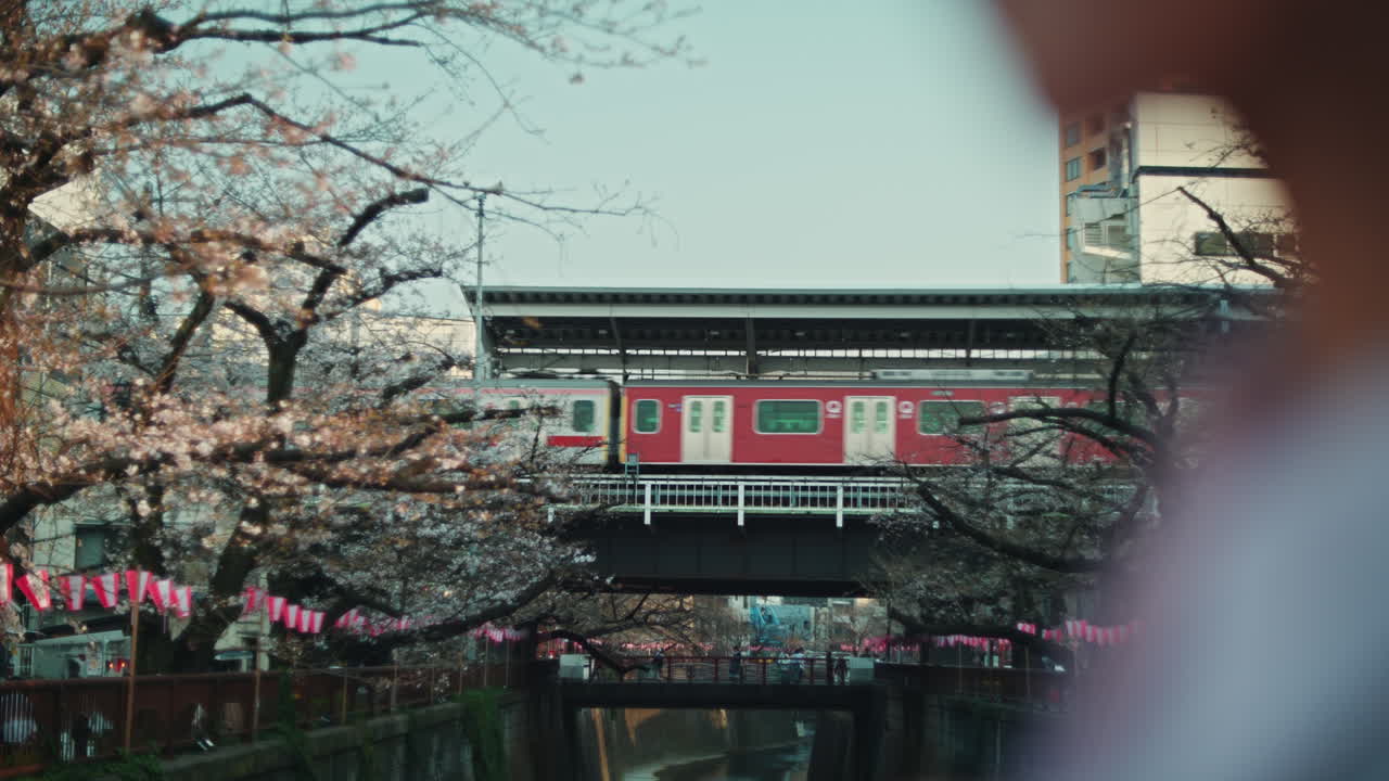 Cherry Blossoms and a Train
