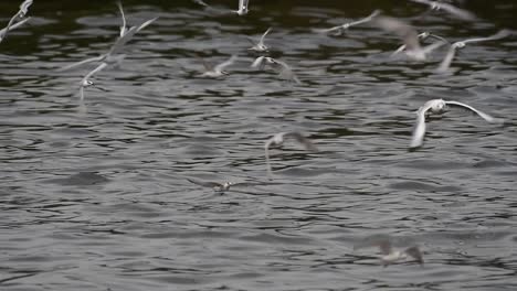 terns and gulls skimming for food are migratory seabirds to thailand, flying around in circles, taking turns to skim for food floating on the sea at bangpu recreational center wharf