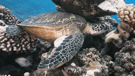 une tortue de mer verte repose sur un récif de corail tropical dans les eaux bleues claires de l'île de tahiti, en polynésie française, dans le pacifique sud.