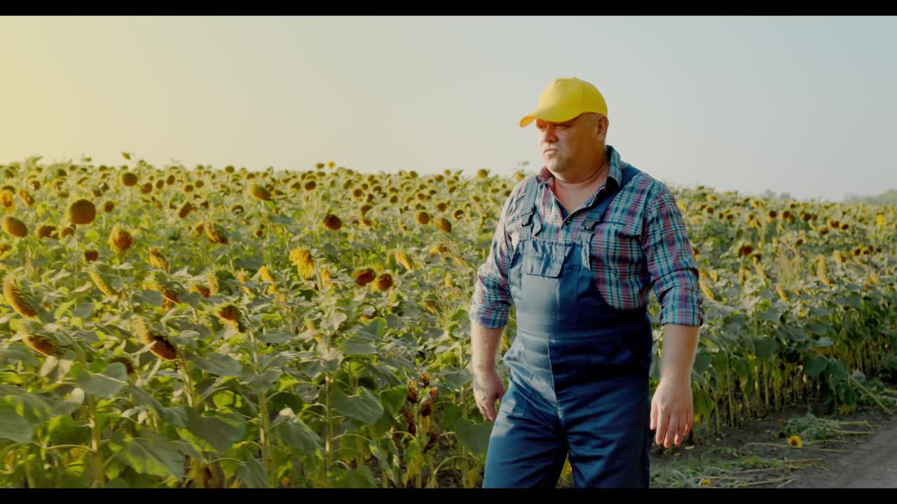 Farmer Walking Through a Sunflower Field at Sunset