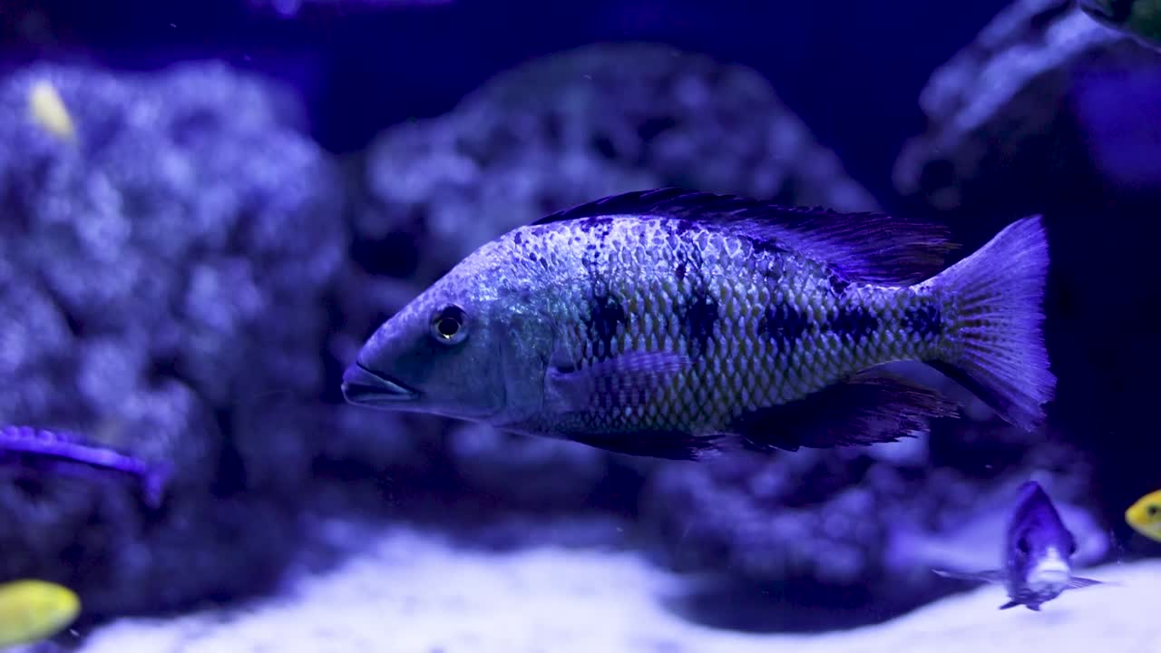 Bellissimo Ciclide in un Acquario