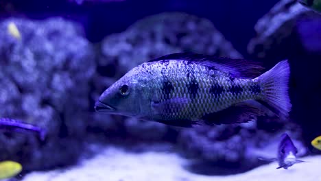 beautiful cichlid in an aquarium