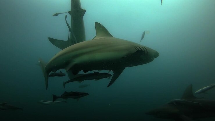 Underwater Close-Up of Oceanic Blacktip Sharks in Slow Motion