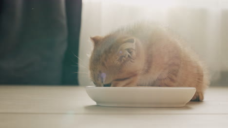 a ginger little kitten is having breakfast by the window, the morning light beautifully illuminates his fur