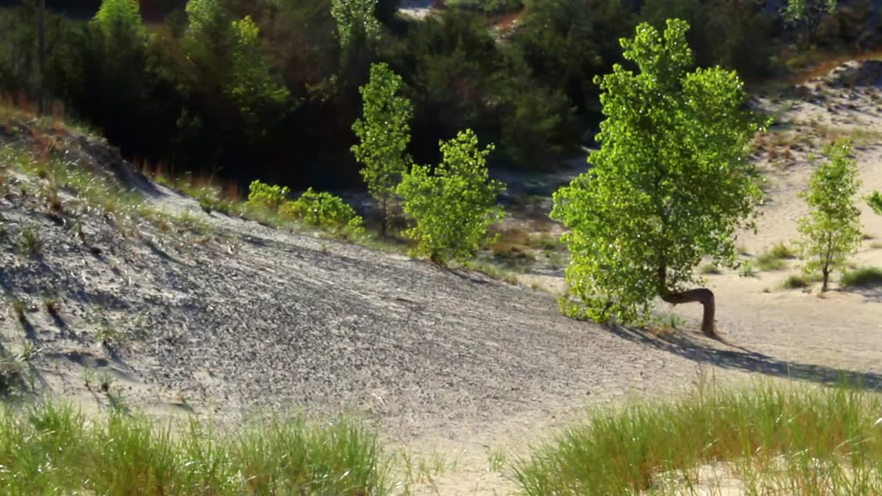 A slope, trees and woodland during the day in Indiana Dunes National Park, Indiana, USA, medium shot, static