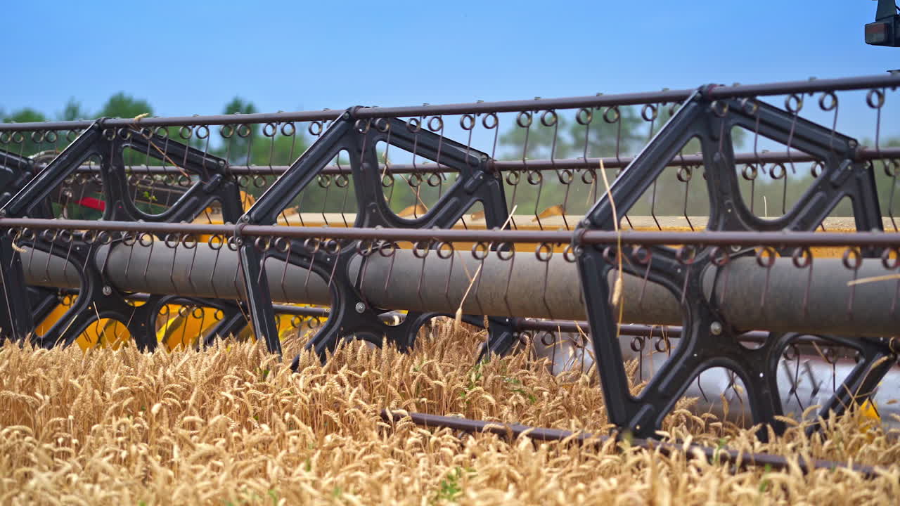 Fast approaching mower mechanism cuts the ripe ears of corn on sunny summer day. Intensive work of a harvester combine on a harvest season. Close up.