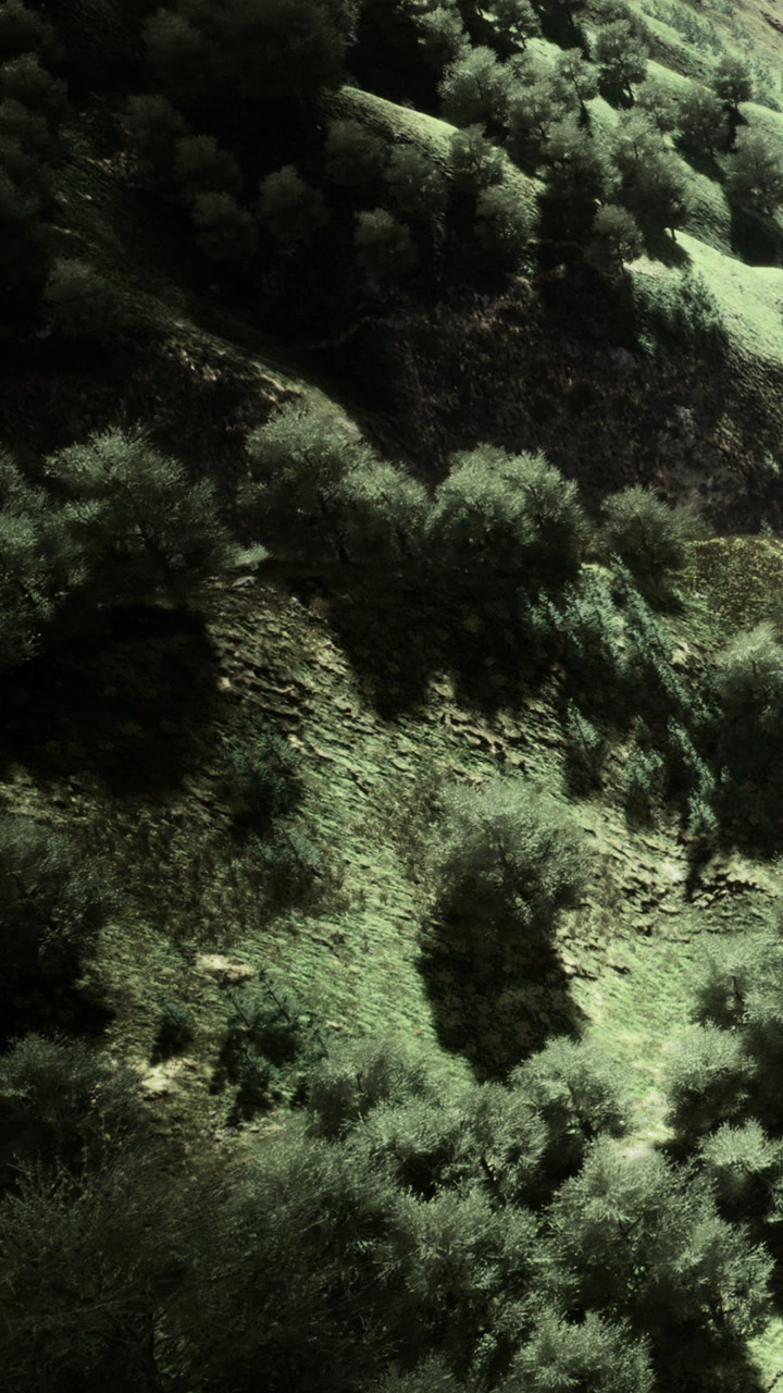 View of a green hillside with trees in natural light during the day