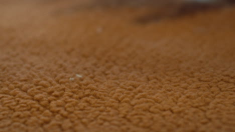 close-up of a fuzzy, brown fabric