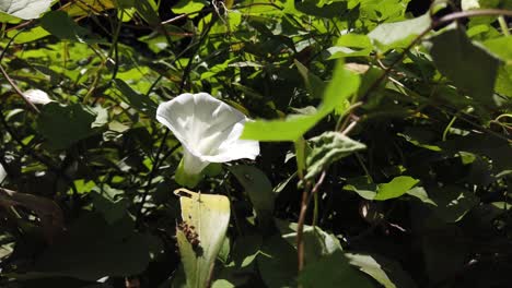 white flower in a green forest turn around shot hide flower behind a leaf