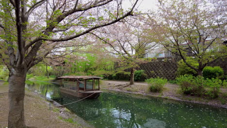 la flor del cerezo sakura durante la primavera en japón
