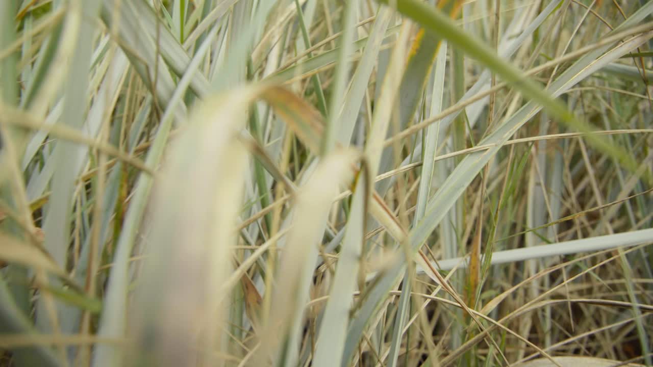 발트해 매크로 4k 돌리 아웃에서 바람에 모래 언덕 잔디