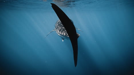 rear view of cut tail fin of whale shark as it swims off across surface with reflection