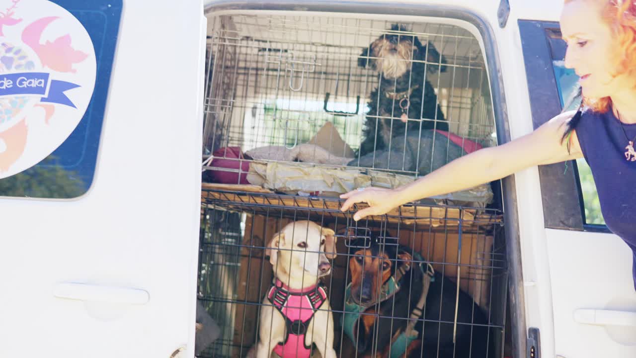 Dogs being transported in a crate within a vehicle