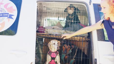 dogs being transported in a crate within a vehicle