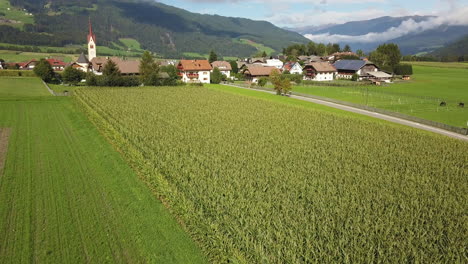 long cornfield in valdaora di mezzo near lake braies italy with town in background, aerial lowering reveal shot