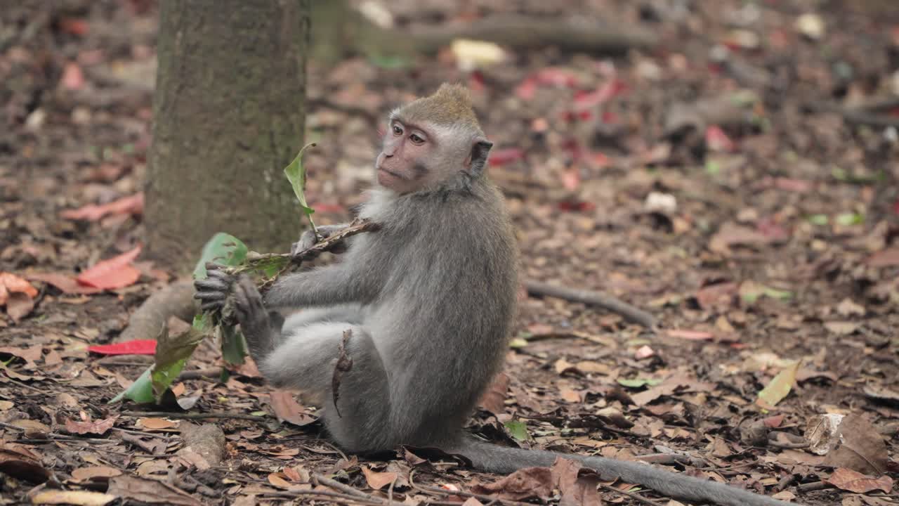 A Wild Long-Tailed Macaque Monkey Eating Plants While Sitting In Ubud Monkey Forest, Bali Indonesia. Close-up Shot