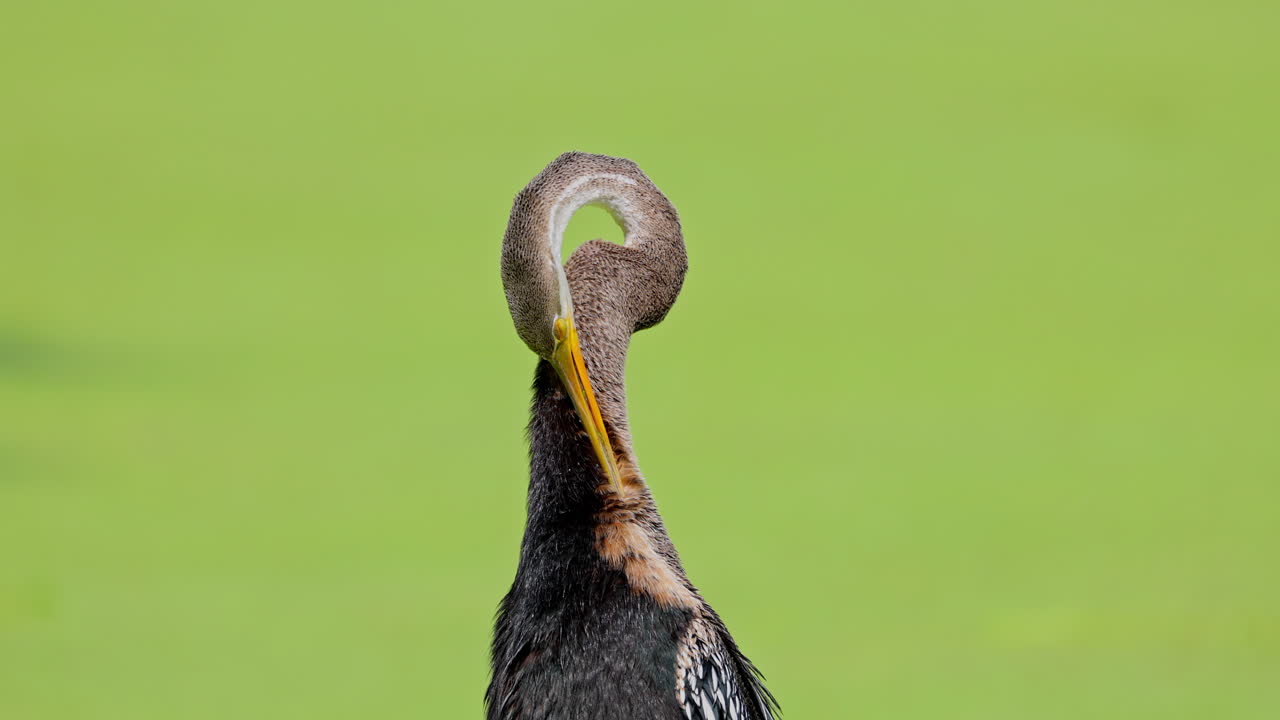 Close up shot of a darter preening it's feathers, migratory bird, american darter, Anhinga, ecosystem, keoladeo bird sanctuary, India.