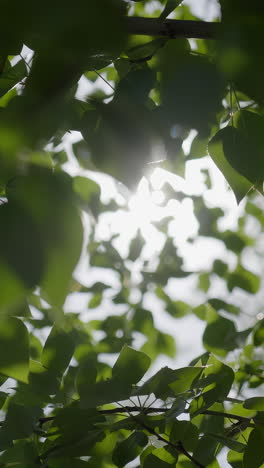 la luz del sol filtrándose a través de las hojas