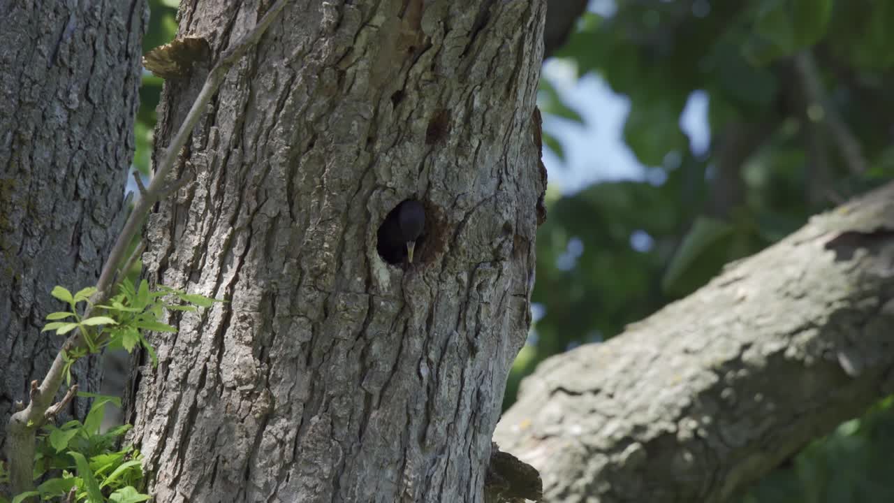 estornino europeo volando fuera de la cavidad del nido de un árbol, comportamiento de aves silvestres