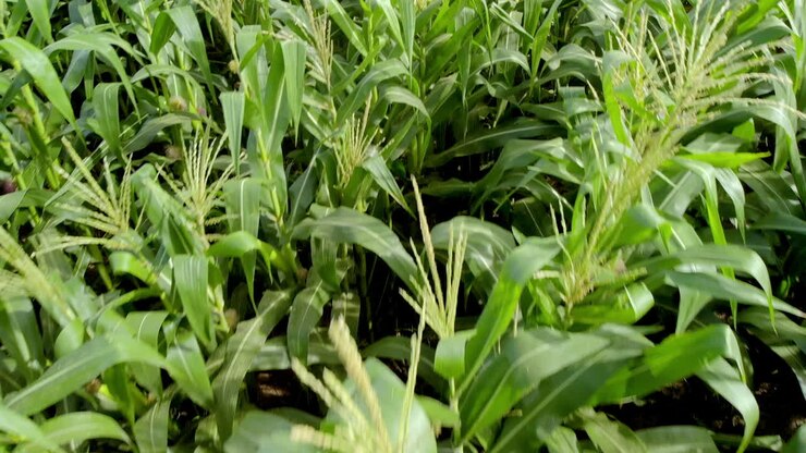Green Maize Corn Field Plantation In Summer Agricultural Season