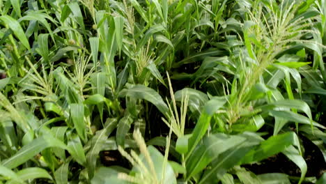 plantación de campo de maíz de maíz verde en la temporada agrícola de verano