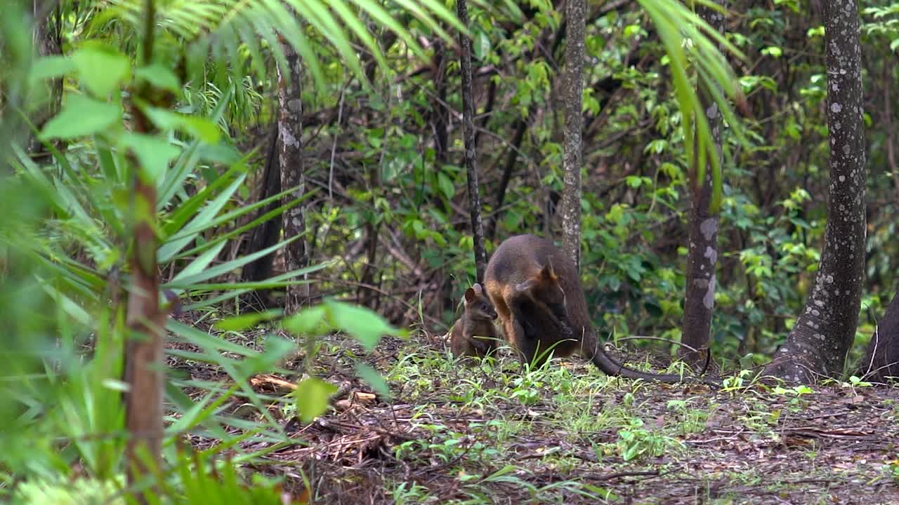 Wallaby di palude selvatico con cucciolo che si allatta, Australia